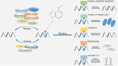 Crosstalk among N6-methyladenosine modification and RNAs in central nervous system injuries